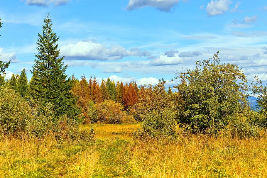 autumn, forest, road, cloud, grass, plant, tree, cloud - sky HD wallpaper
