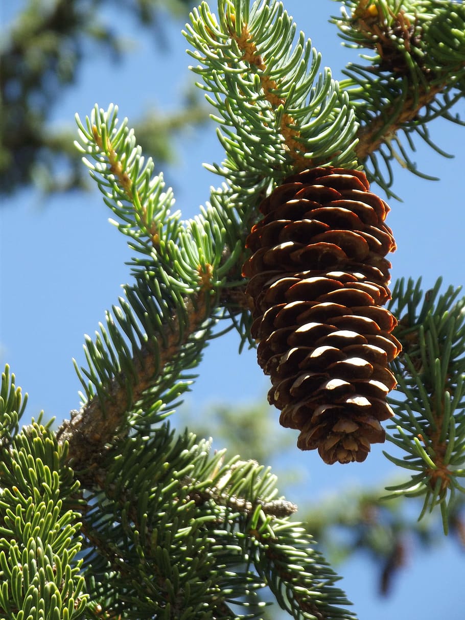cone, pine, pine cones, plant, growth, tree, nature, no people HD wallpaper
