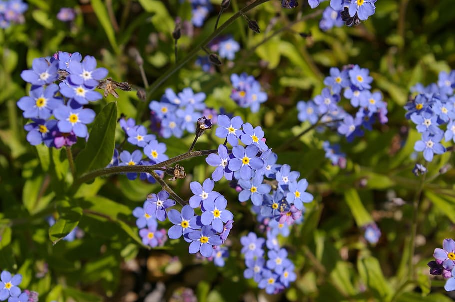 violet, spring, blossom, bloom, plant, blue, purple, color HD wallpaper