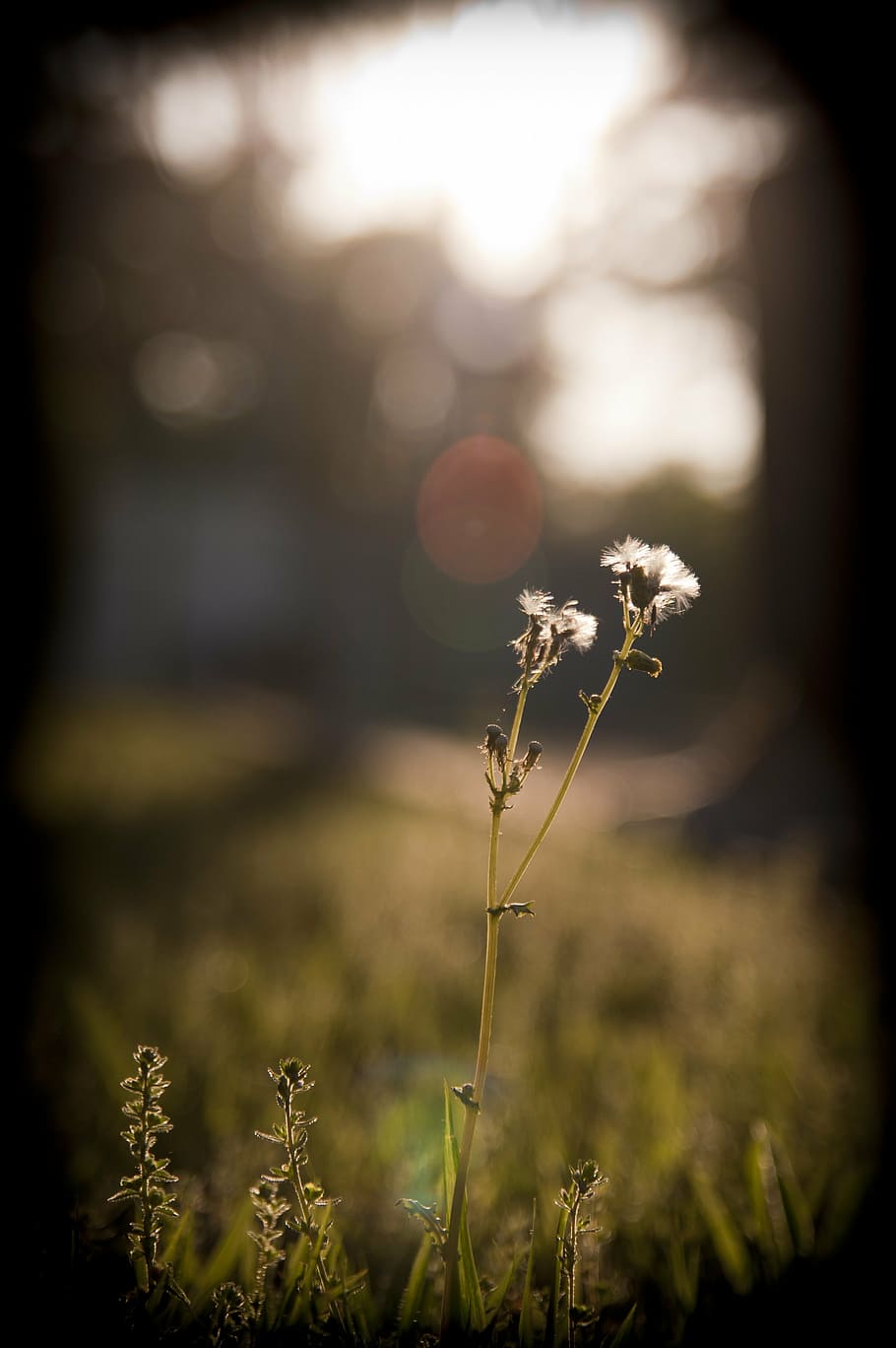 dandelion, grass, sunset, sunshine, light, twilight, plants HD wallpaper