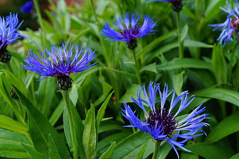 Cornflower, Centaurea Cyanus, blossomed, blue, calming, trusting HD wallpaper