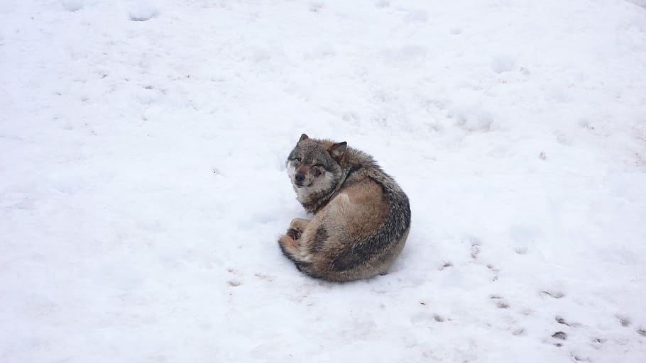 brown wolf laying on snowy ground, cold, pack, nature, winter HD wallpaper