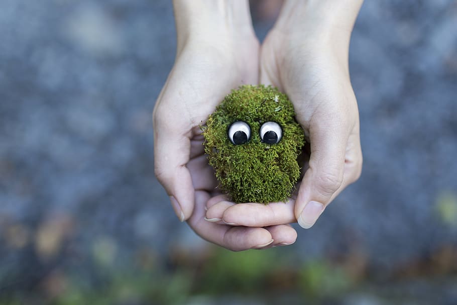person holding bush with two eyes, moss, ecology, environment HD wallpaper