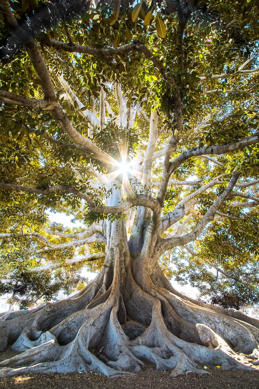 sun light passing through green leafed tree, gray tree during daytime HD wallpaper