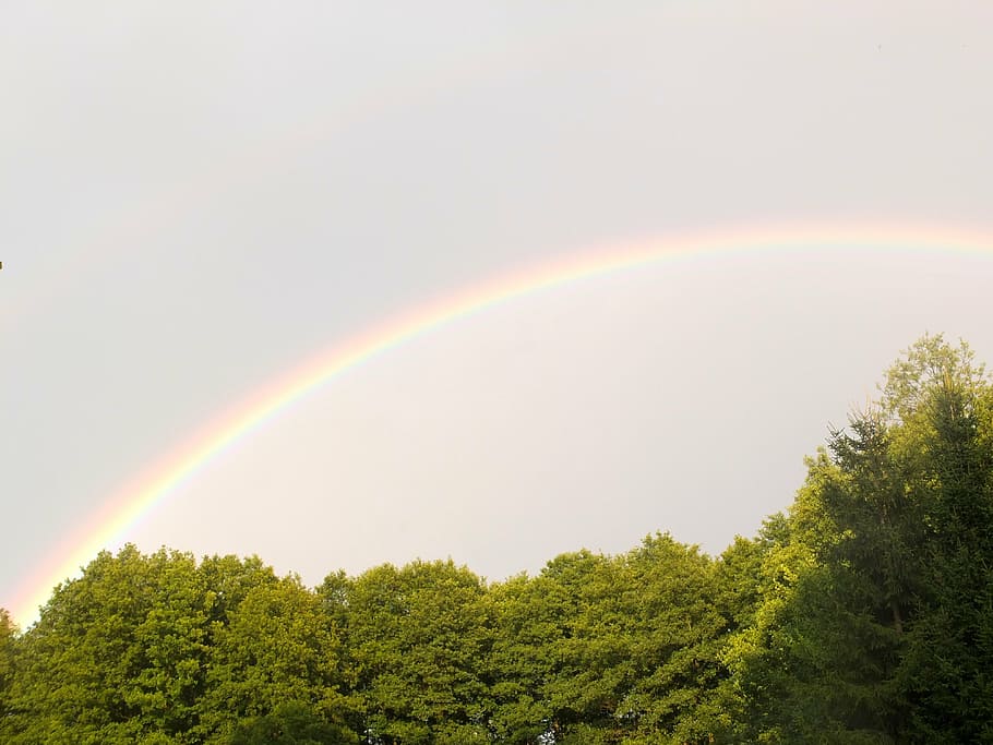 rainbow, sky, colorful, forest, trees, clear, plant, beauty in nature HD wallpaper