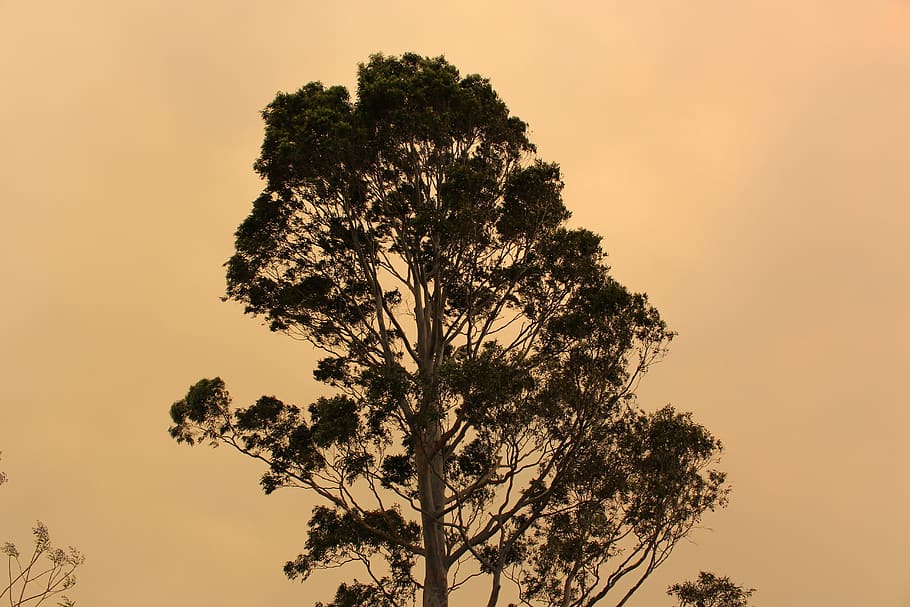 tree, bushfire, smoke, cloudy, environment, sun, plant, sky HD wallpaper