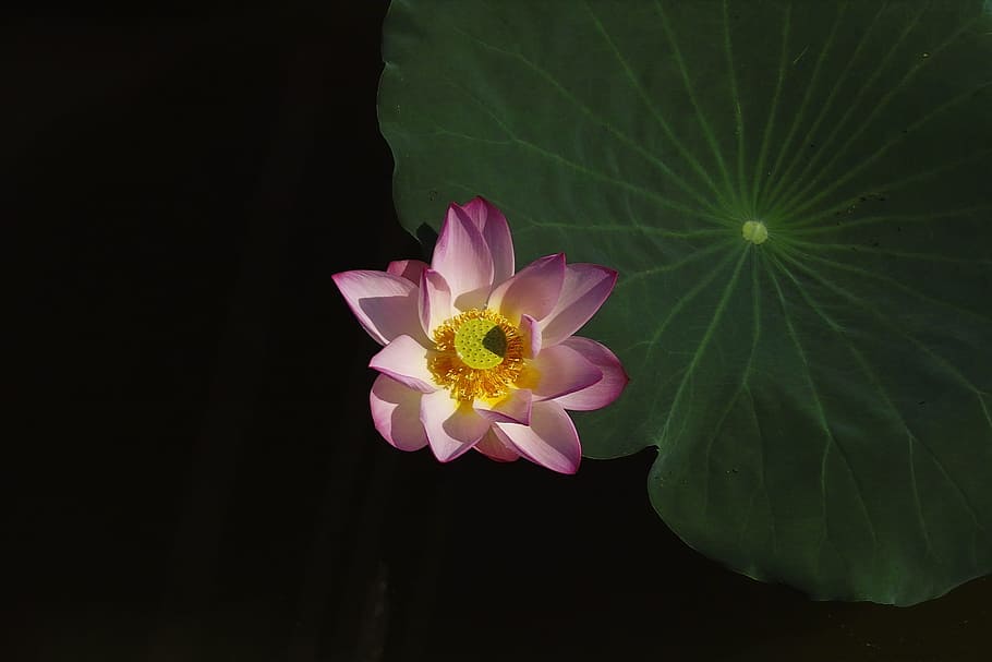 Lotus Leaf, Be Quiet, flower, petal, fragility, freshness, pink color HD wallpaper