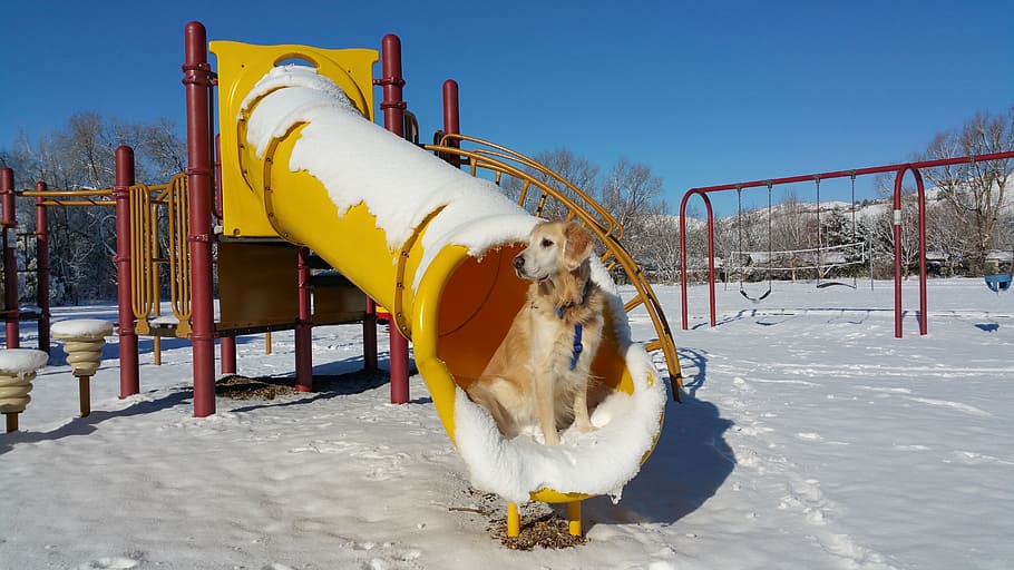 playground, winter, slide, dog, golden retriever, fun, happiness HD wallpaper