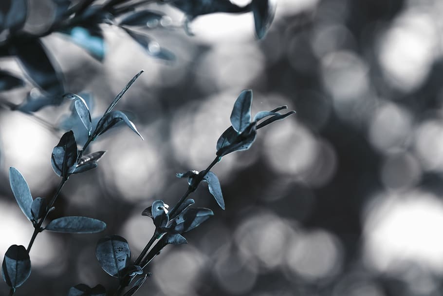 Frozen, Tree, Bokeh, Snow, Winter, Cold, frost, nature, season HD wallpaper