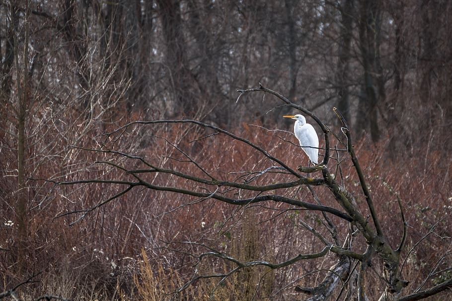 heron, grey heron, fish eater, bird, plumage, water, water bird HD wallpaper
