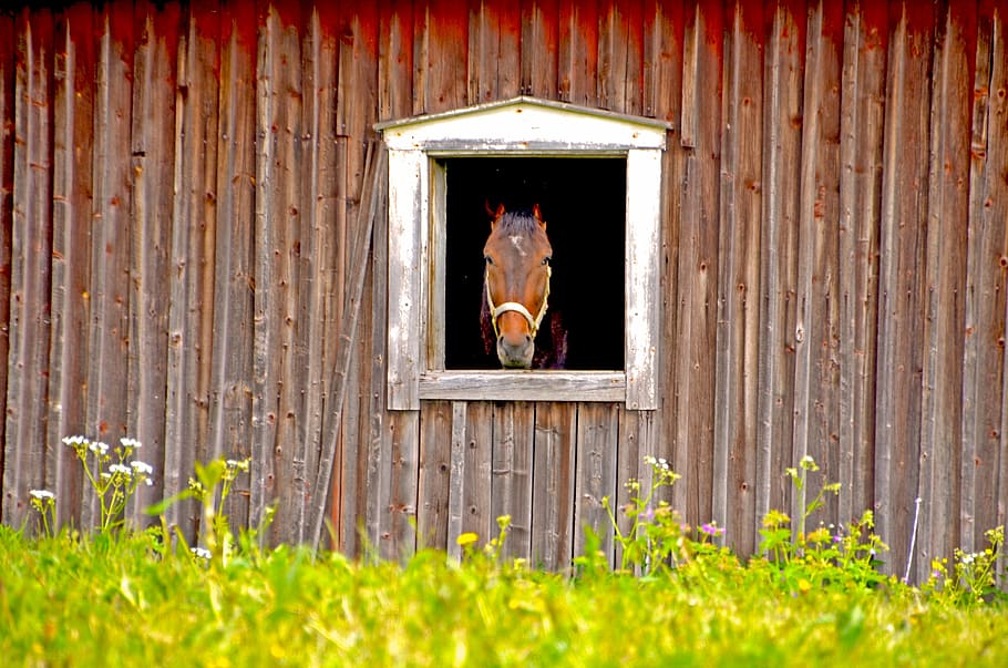 horse, barn, stall, summer, animals, animal world, horses, nature, HD wallpaper