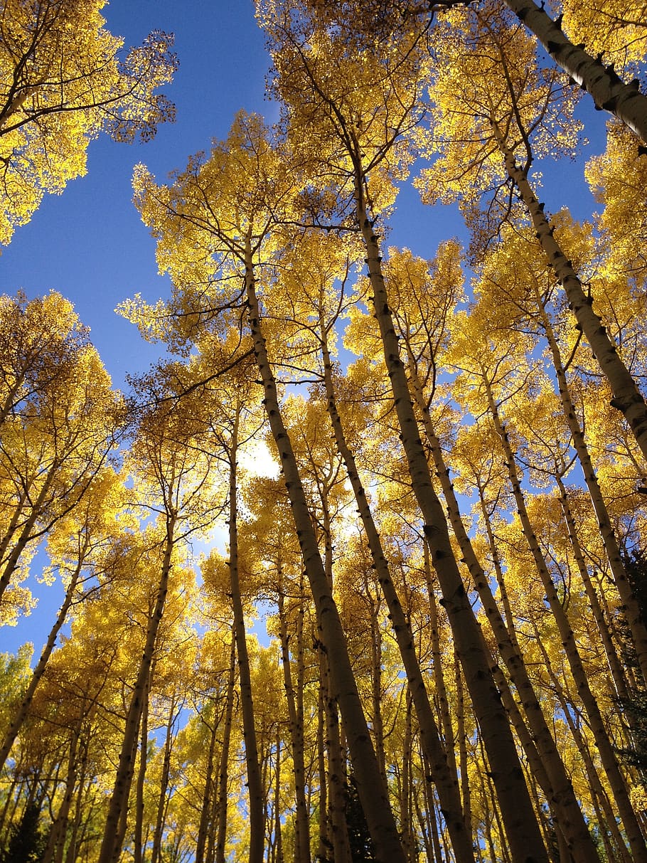 aspen, trees, nature, forest, plant, low angle view, beauty in nature HD wallpaper