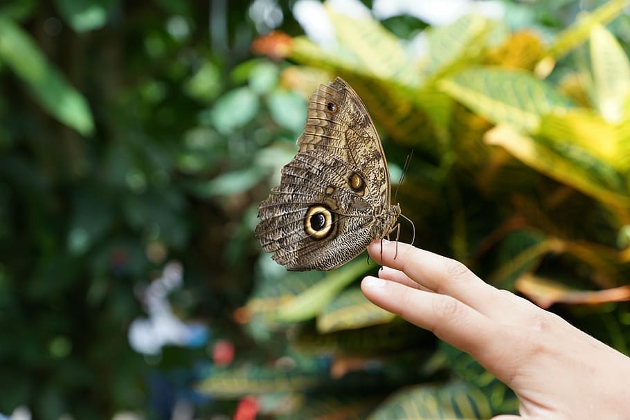 butterfly, nature, insect, wing, hand, butterfly - Insect, animal HD wallpaper