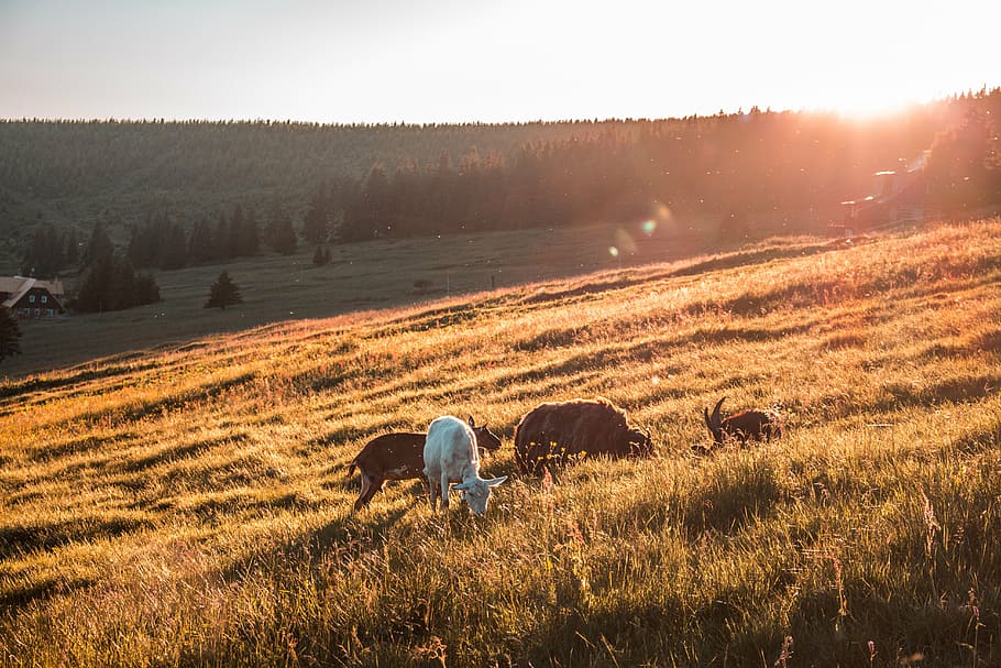 four animals on brown field during golden hour, green, grass HD wallpaper