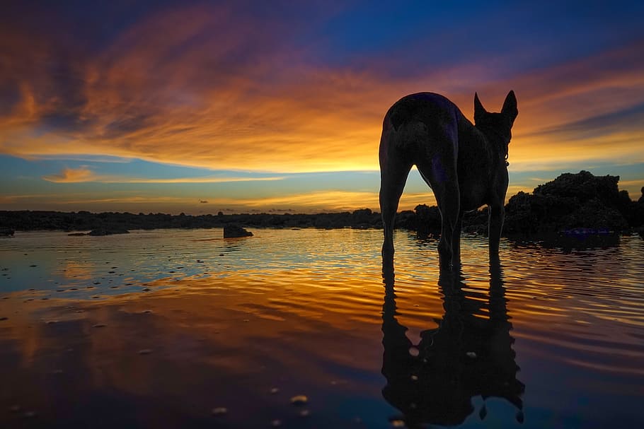 silhouette of dog on shore during sunset, sky, darwin, sunset sky HD wallpaper