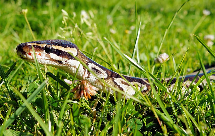 snake, python, mojave, wilderness, reptile, scale, close, ball python HD wallpaper