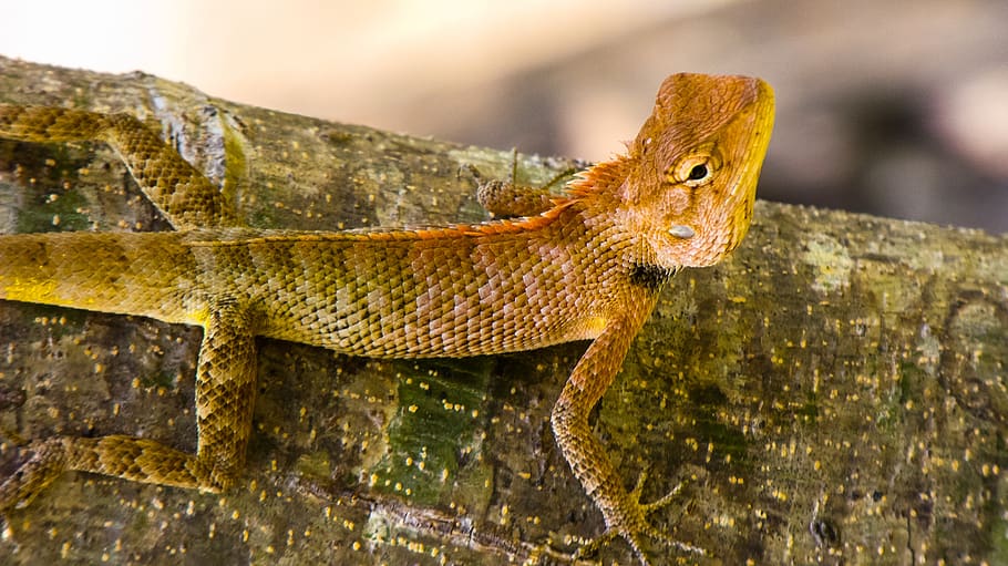 lizard, reptile, animal themes, one animal, vertebrate, animal wildlife HD wallpaper