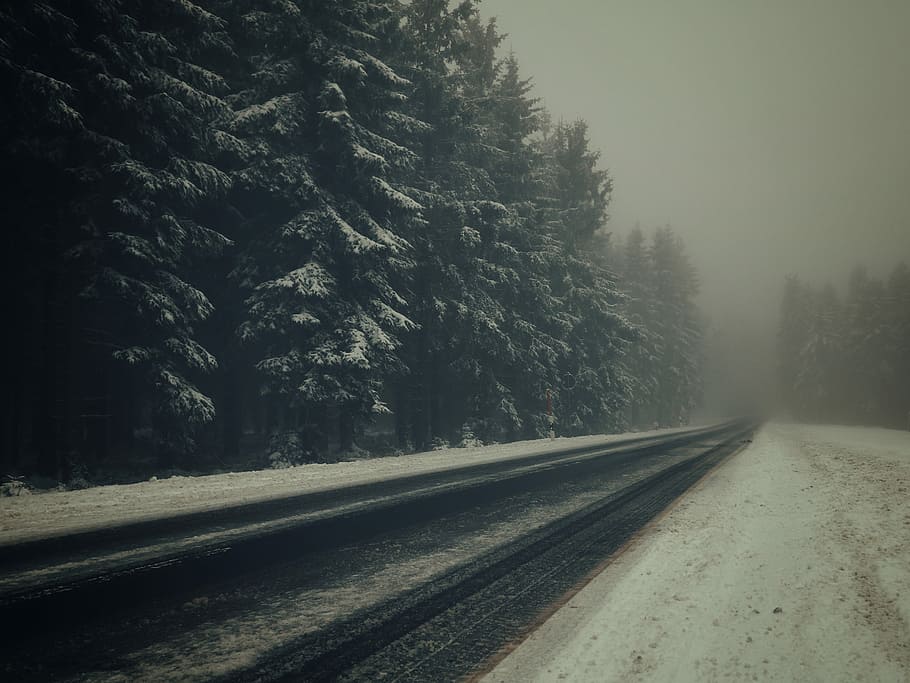 selective focus photography of road, forest, tree, pine, path HD wallpaper