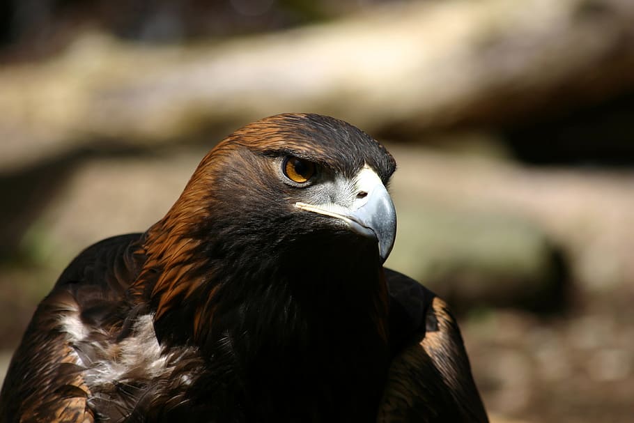 eagle, golden eagle, raptor, bird, avian, wildlife, predator