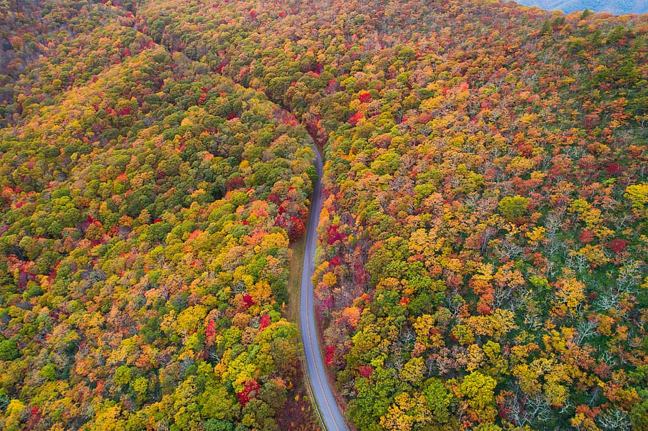 aerial photo of green, red, and yellow leafed trees at daytime, aerial view oh trees HD wallpaper