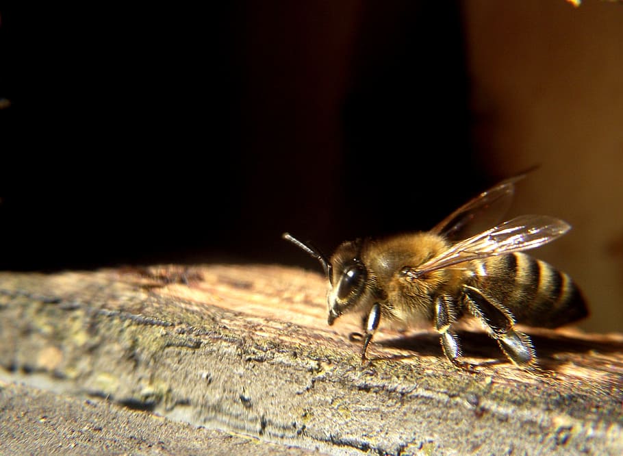 bee, spring, nectar, insect, nature, pollination, close-up HD wallpaper