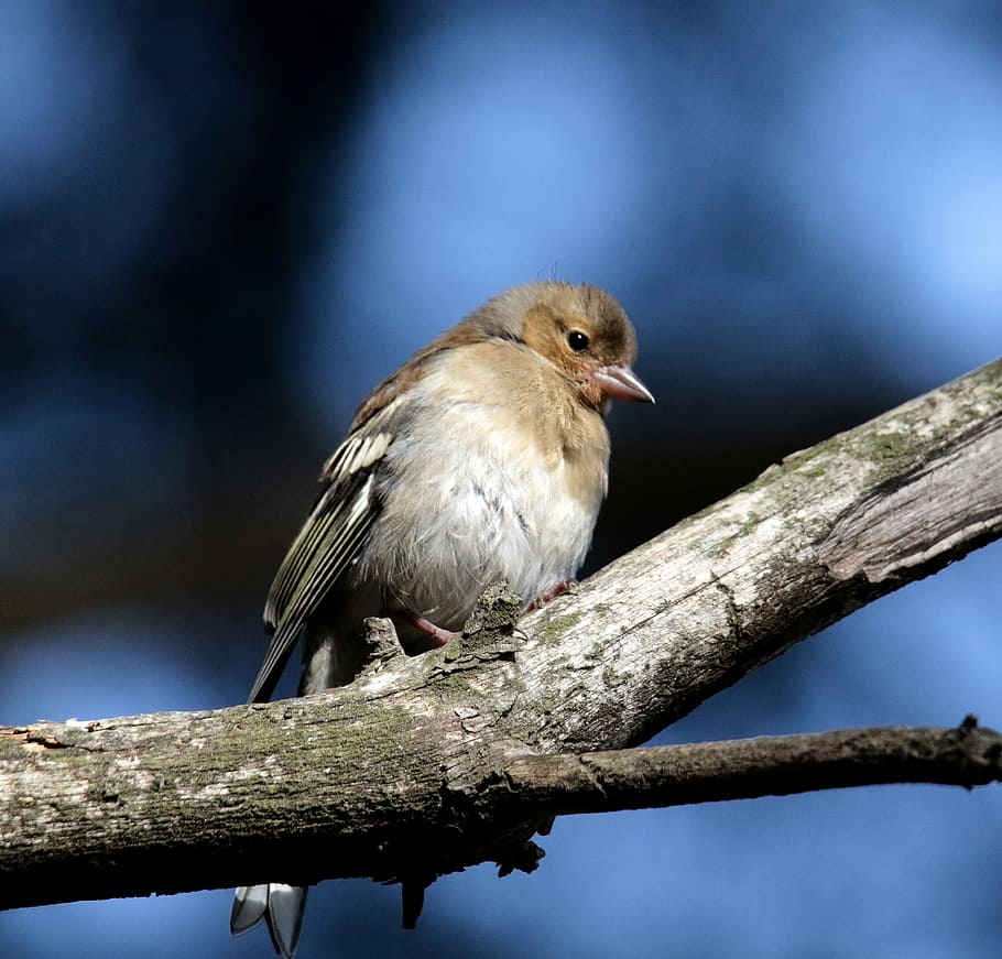 Chaffinch, Female, Andorra, pyrenees, forest, pine, nature, HD wallpaper