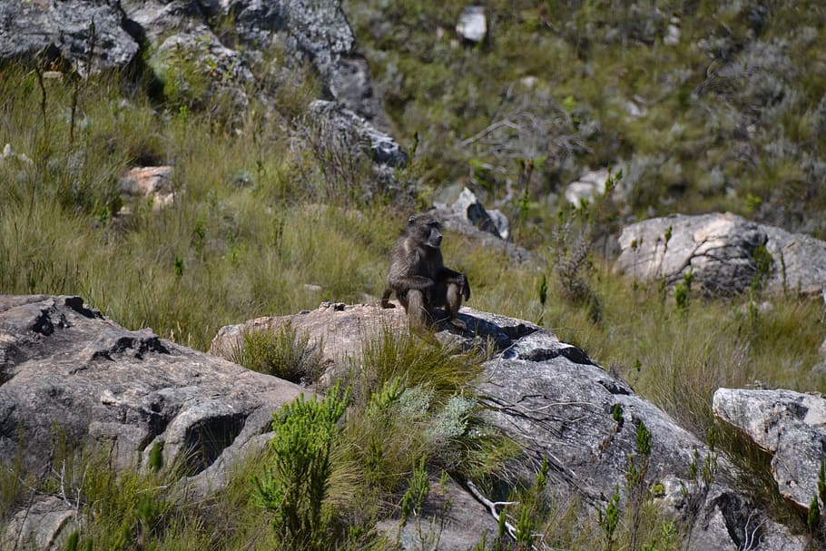 Monkey, Sit, Look, National Park, reserve, fauna, animals, animal wildlife HD wallpaper