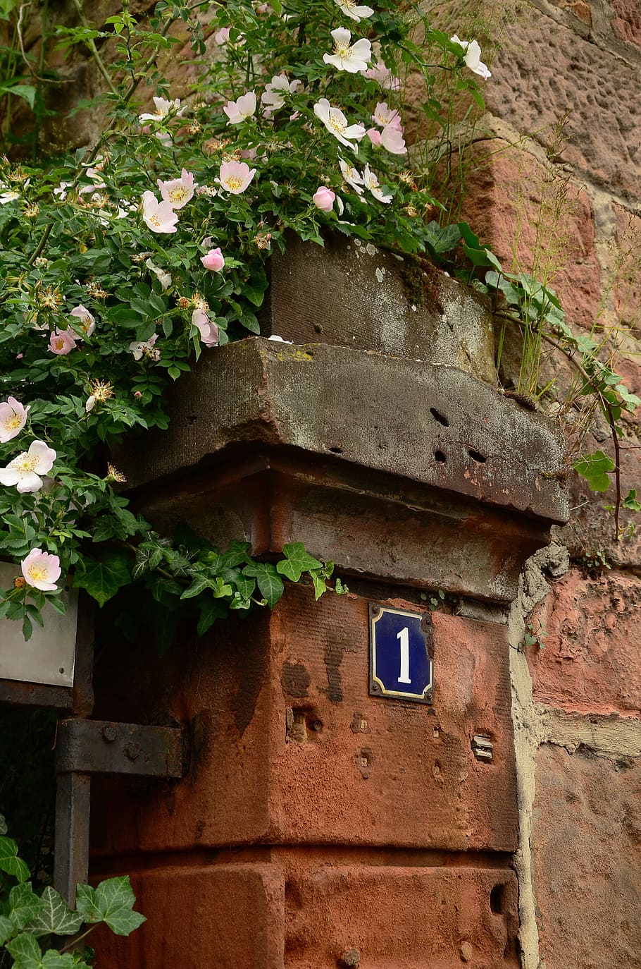 vine plants during daytime, heck roses, wall, post, masonry HD wallpaper