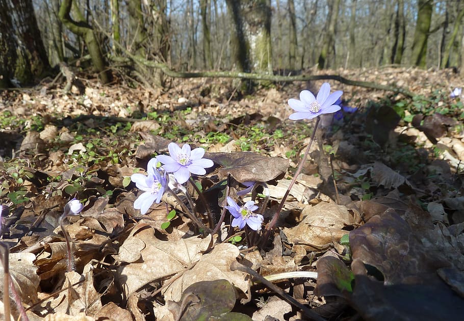 forest, spring, forest flower, nature, ground, blue, flowering plant HD wallpaper