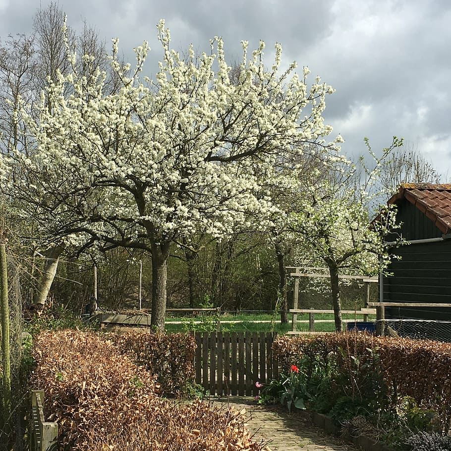 spring, blossom, tree, white blossoms, nature, flower, rural Scene HD wallpaper