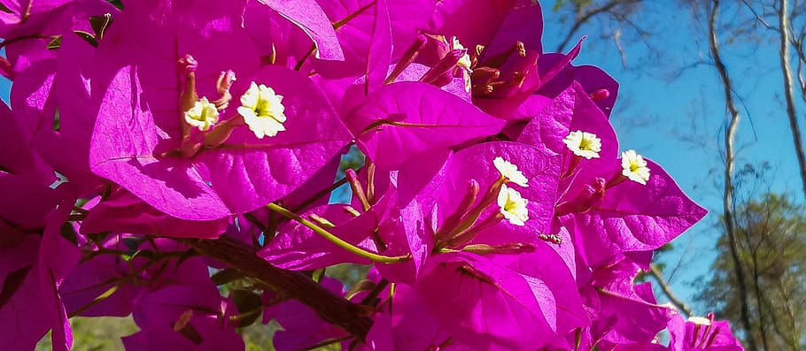 spring, flowers, bougainville, purple flower, plant, flowering plant, HD wallpaper