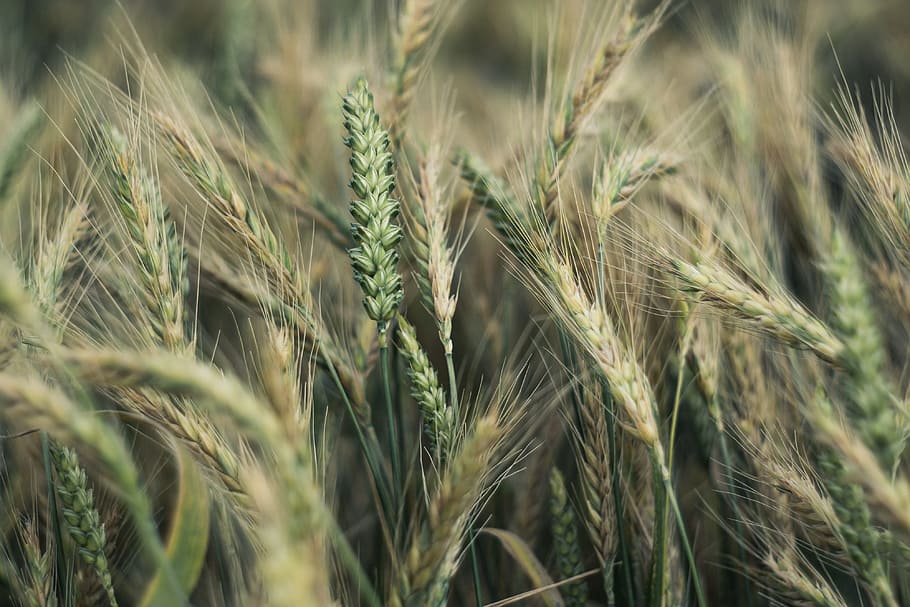 Corn, Ears, Wheat, Rye, Agriculture, the cultivation of, grains HD wallpaper