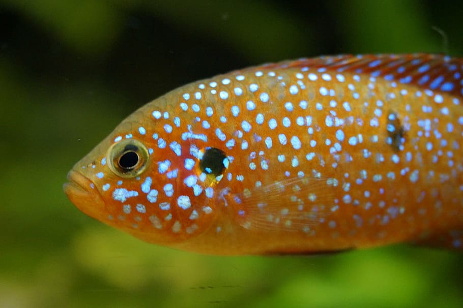 fish, orange, fluorescent, points, spotted, retired, water HD wallpaper