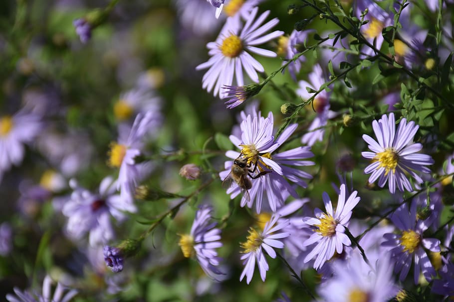 flower, bee, blossom, bloom, insect, close, nature, spring HD wallpaper