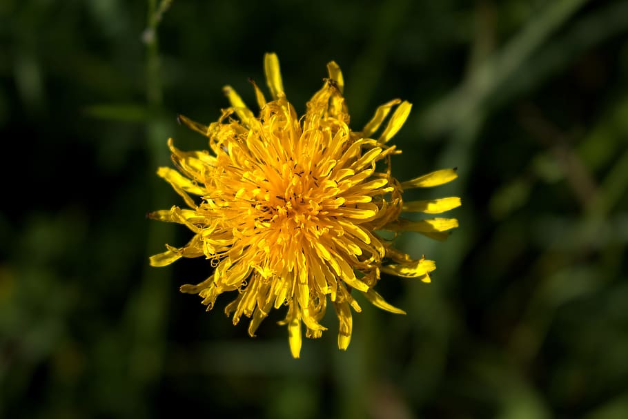 Flower, Yellow, Close, Plant, bright, nature, blossom, bloom HD wallpaper
