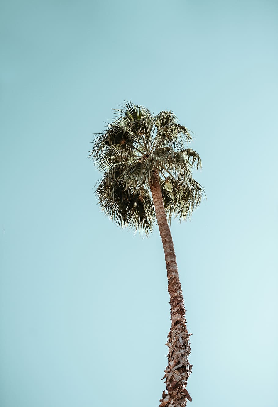 Palm tree, photo of coconut tree under blue sky at daytime, frond HD wallpaper