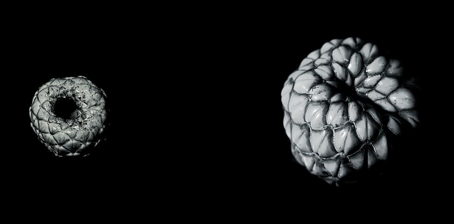 seed, black white, macro, nature, flower, gray, floral, nobody HD wallpaper