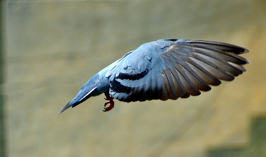 pigeon, flying, wings, bird, headless, animal themes, animal wildlife HD wallpaper