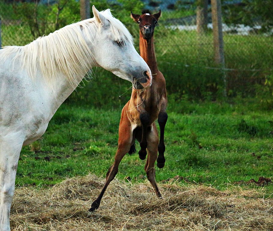 Horse, Foal, Thoroughbred, Arabian, Mold, thoroughbred arabian HD wallpaper