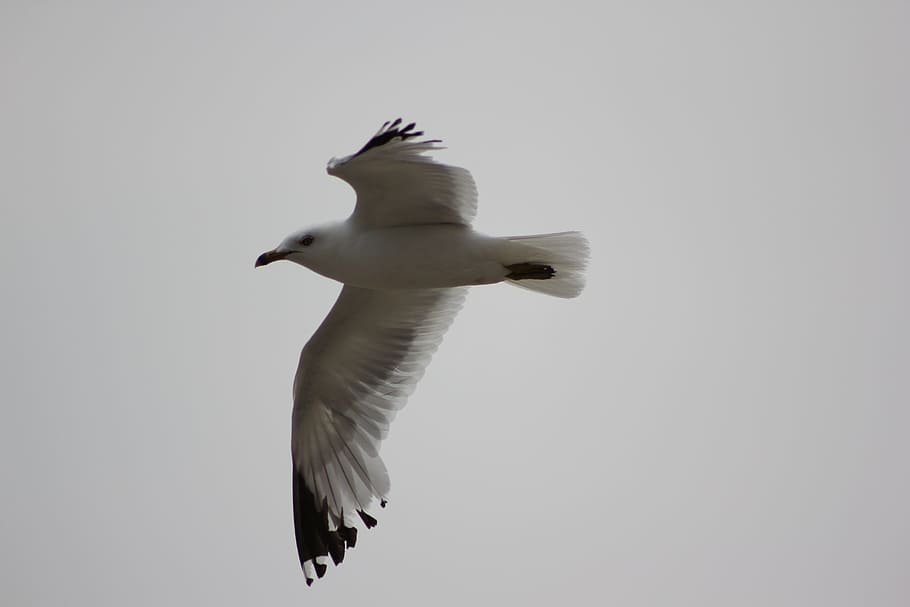 seagull, flight, bird, animal themes, one animal, vertebrate HD wallpaper