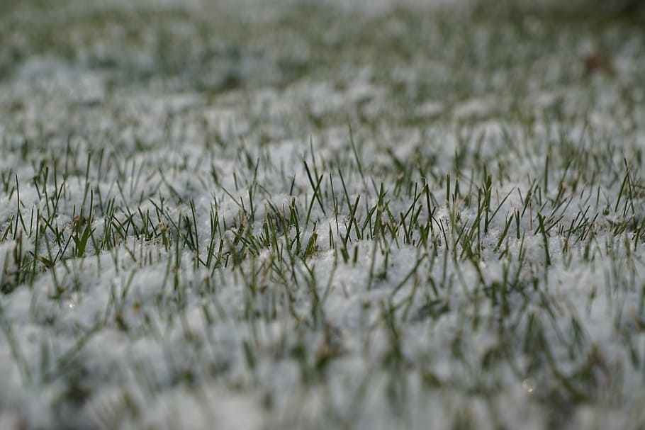 Winter, Grass, Snow, nature, field, agriculture, day, outdoors HD wallpaper