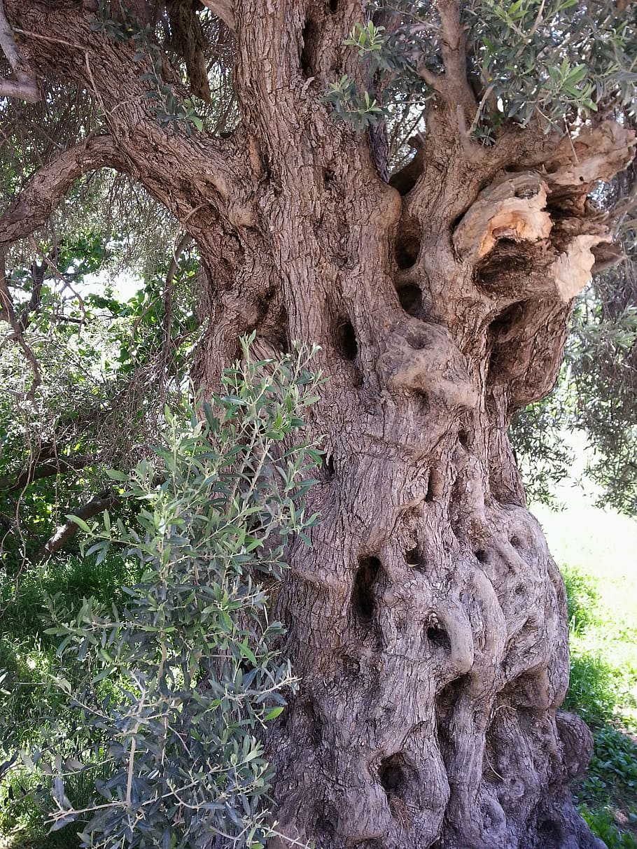old olive tree, bark, tribe, greece, grain, plant, tree trunk HD wallpaper