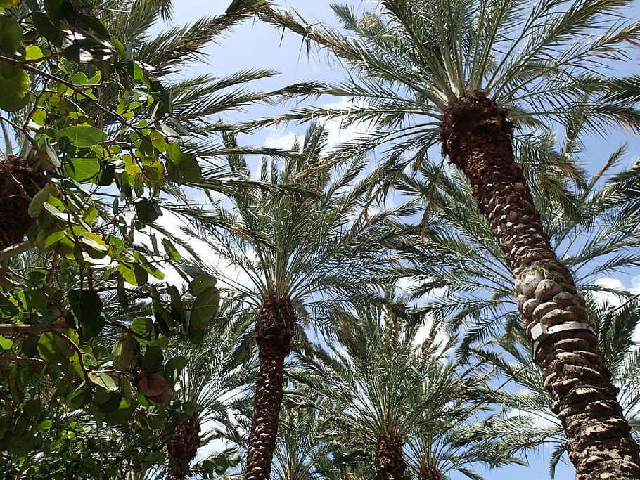 palm trees, branches, caribbean, plant, growth, low angle view HD wallpaper