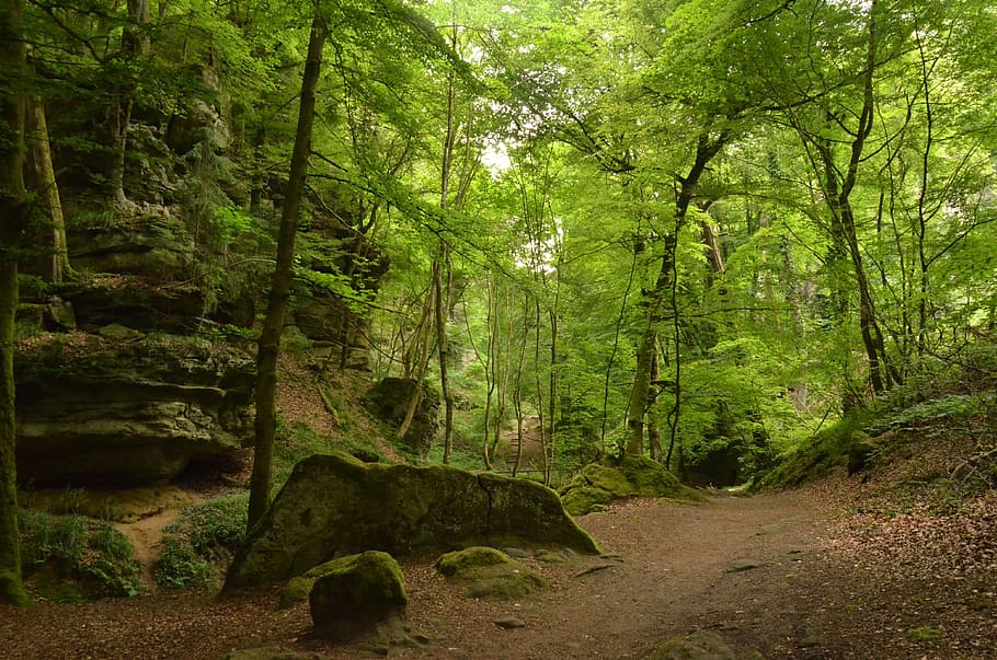 green leaf trees at forest, luxembourg, echternach, rock, nature HD wallpaper