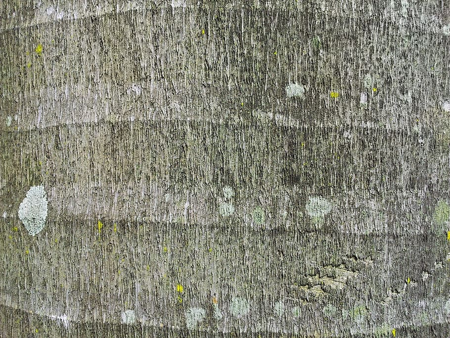 palm, tree, stem, close, view, texture, full frame, backgrounds HD wallpaper