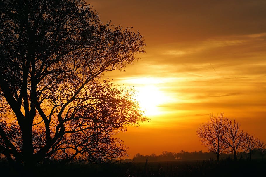 Landscape, Sunset, Trees, Embers, sky, nature, evening sky HD wallpaper