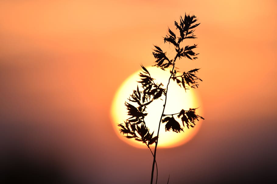 grass, the sun, macro, glow, nature, meadow, summer, landscape HD wallpaper