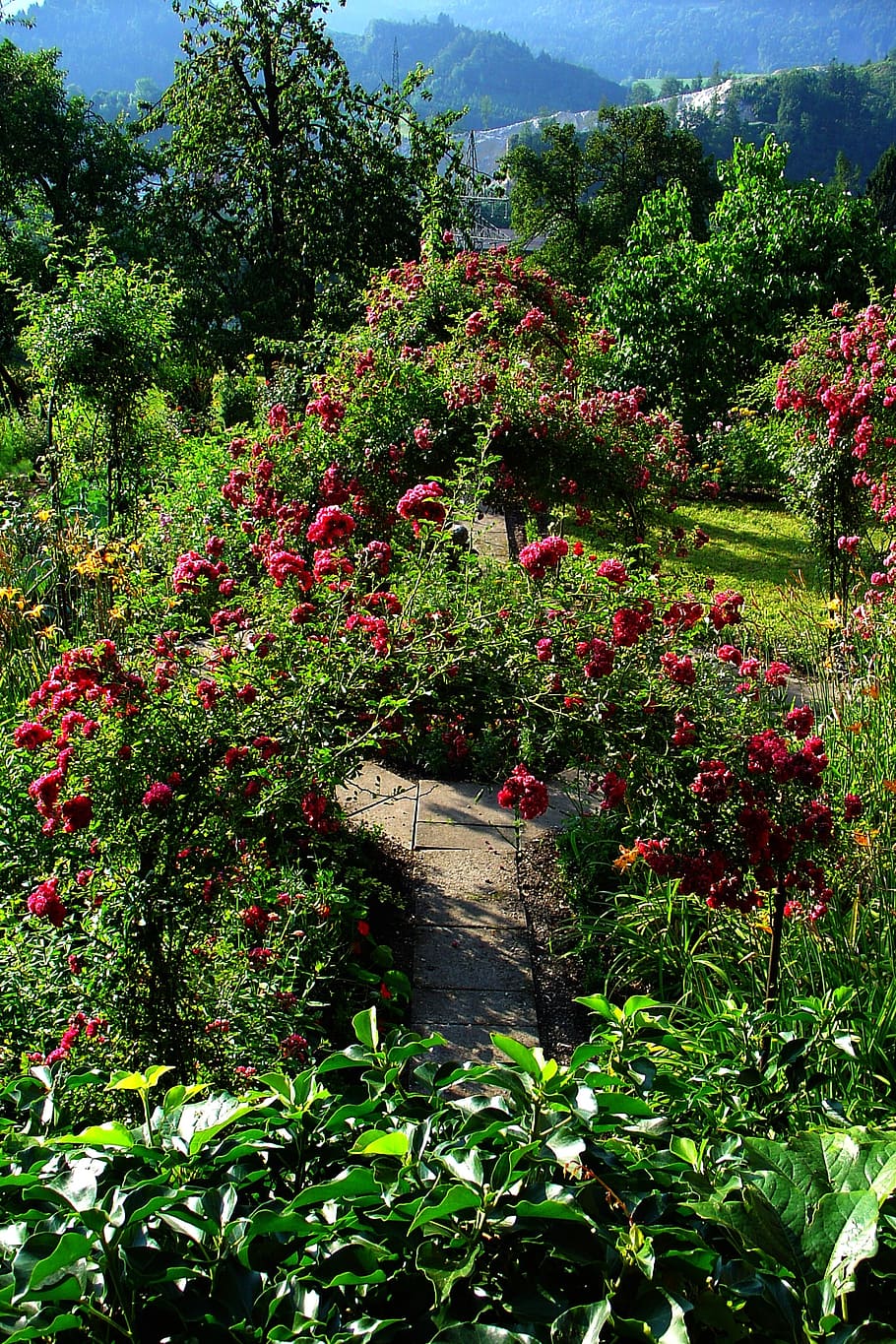 garden, summer, arch, plant, growth, beauty in nature, flowering plant HD wallpaper