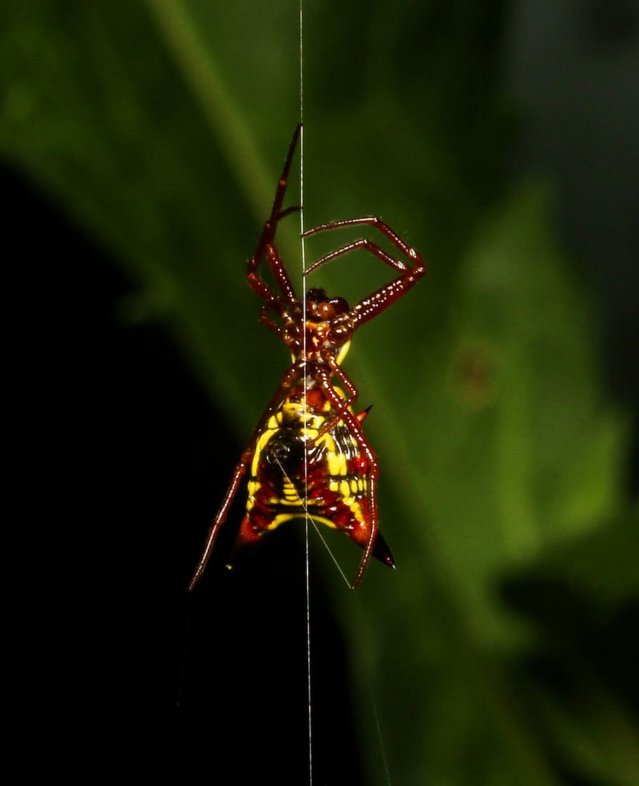 spider, web, colorful, macro, arachnid, spider-web, yellow HD wallpaper