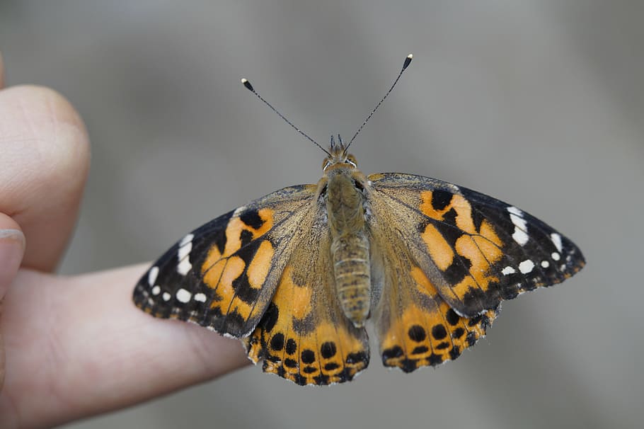 butterfly, finger, hand, insect, nature, landed, close, butterflies HD wallpaper
